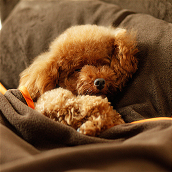 Three-piece Goghouse Pets Bed Removable